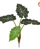 Künstliche Alocasia - Angelika | 49 cm