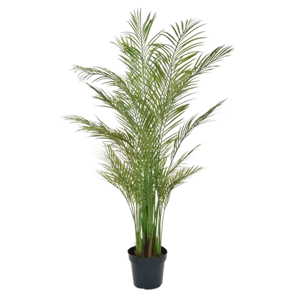 Künstliche Areca Palme - Amelie | 180 cm
