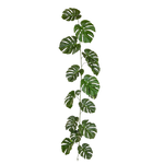 Künstliche Monstera Girlande - Hugo, 180 cm, Kunstpflanze von aplanta, feuerhemmend, B1-zertifiziert, in Grün, für drinnen