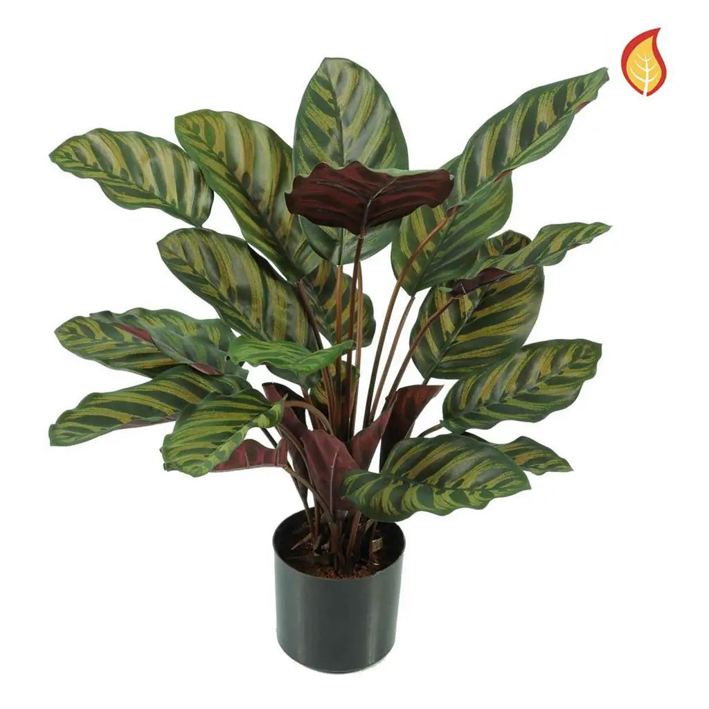 Künstliche Calathea - Gernot | 58 cm