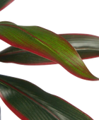 Künstliche Cordyline - Monti | 40 cm