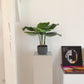 Kunst Calathea - Mathilda | 50 cm