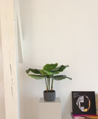 Kunst Calathea - Mathilda | 50 cm