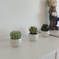 Kunst Succulenten Kaketeen 3 stuks - Bambo | 8 cm, witte keramische pot