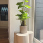 Kunst Philodendron - Phoebe | 80 cm