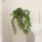 Kunst saxifrage - Emanuel