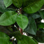 Ficus Elastica 90 cm