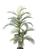 Hochwertige Kunstpalme auf transparentem Hintergrund mit echt wirkenden Kunstblättern in natürlicher Anordnung. Künstliche Areca Palme - Bobby hat die Farbe Natur und ist 170 cm hoch. | aplanta Kunstpflanzen