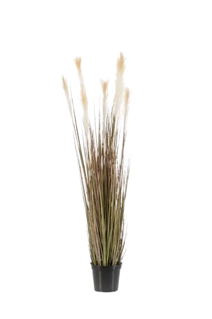Hochwertiges Pampasgras künstlich auf transparentem Hintergrund mit echt wirkenden Kunstblättern in natürlicher Anordnung. Künstliches Pampasgras - Franziska hat die Farbe Natur und ist 120 cm hoch. | aplanta Kunstpflanzen