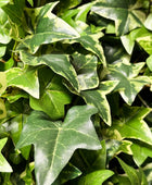 Künstlicher Efeu - Aurelia | 110 cm | Kunstpflanze von aplanta