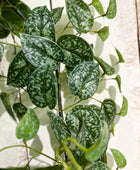 Künstliche Scindapsus Girlande - Bianca | 180 cm | Kunstpflanze von aplanta