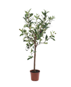 Künstlicher Olivenbaum - Carina auf transparentem Hintergrund mit echt wirkenden Kunstblättern. Diese Kunstpflanze gehört zur Gattung/Familie der 