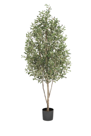 Künstlicher Olivenbaum - Cheyenne auf transparentem Hintergrund mit echt wirkenden Kunstblättern. Diese Kunstpflanze gehört zur Gattung/Familie der "Olivenbäume" bzw. "Kunst-Olivenbäume".