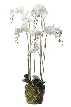 Hochwertige Orchidee künstlich auf transparentem Hintergrund mit echt wirkenden Kunstblättern in natürlicher Anordnung. Künstliche Orchidee - Marie hat die Farbe Natur und ist 145 cm hoch. | aplanta Kunstpflanzen