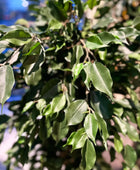 Künstlicher Ficus - Joshua | 180 cm | Kunstbaum von aplanta