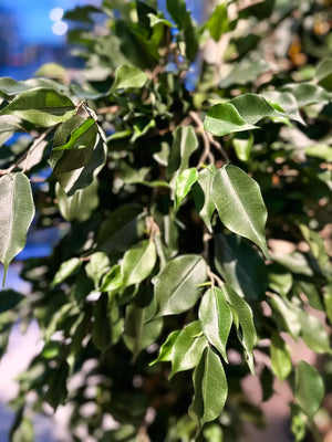 Künstlicher Ficus - Kim | 150 cm | Kunstbaum von aplanta