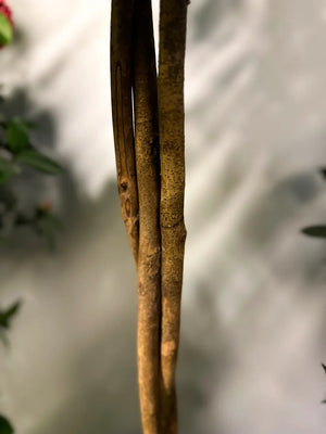 Künstlicher Kamelienbaum - Pelin | 160 cm | Kunstbaum von aplanta