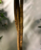 Künstlicher Kamelienbaum - Pelin | 160 cm | Kunstbaum von aplanta