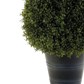 Künstliche Buchsbaumpyramide - Lucy | 135 cm auf transparentem Hintergrund, als Ausschnitt fotografiert, damit die Details der Kunstpflanze bzw. des Kunstbaums noch deutlicher zu erkennen sind.