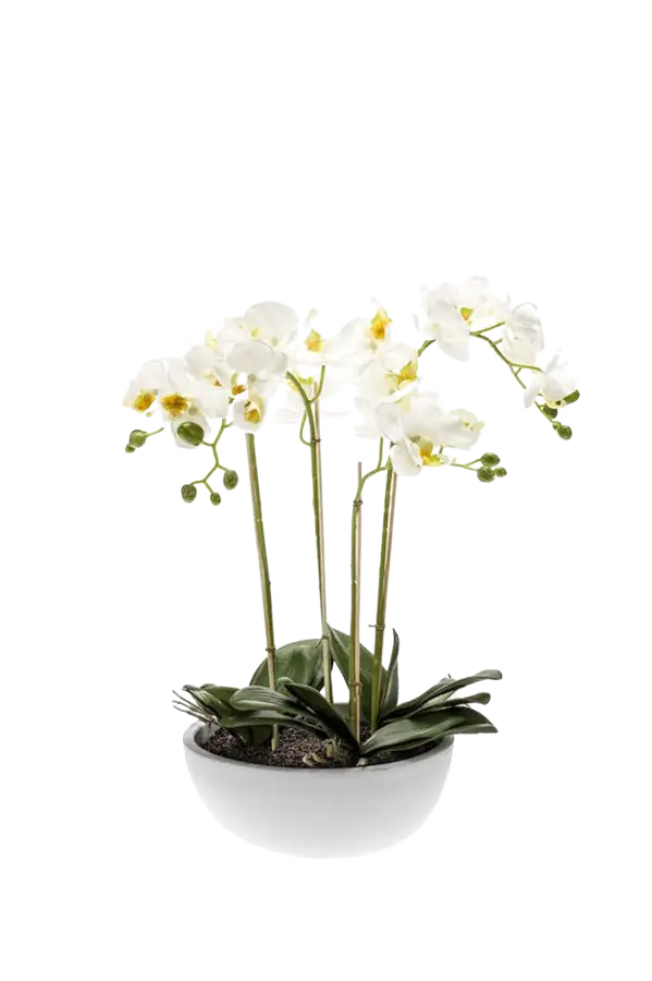 Hochwertige Orchidee künstlich auf transparentem Hintergrund mit echt wirkenden Kunstblättern in natürlicher Anordnung. Künstliche Orchidee - Grace hat die Farbe Natur und ist 60 cm hoch. | aplanta Kunstpflanzen