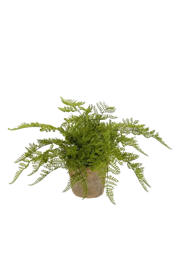 Künstlicher Waldfarn - Korbinian auf transparentem Hintergrund mit echt wirkenden Kunstblättern. Diese Kunstpflanze gehört zur Gattung/Familie der "Farne" bzw. "Kunst-Farne".