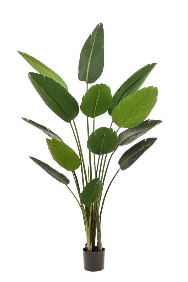 Künstliche Strelitzia - Josephine auf transparentem Hintergrund mit echt wirkenden Kunstblättern. Diese Kunstpflanze gehört zur Gattung/Familie der "Strelitzias" bzw. "Kunst-Strelitzias".
