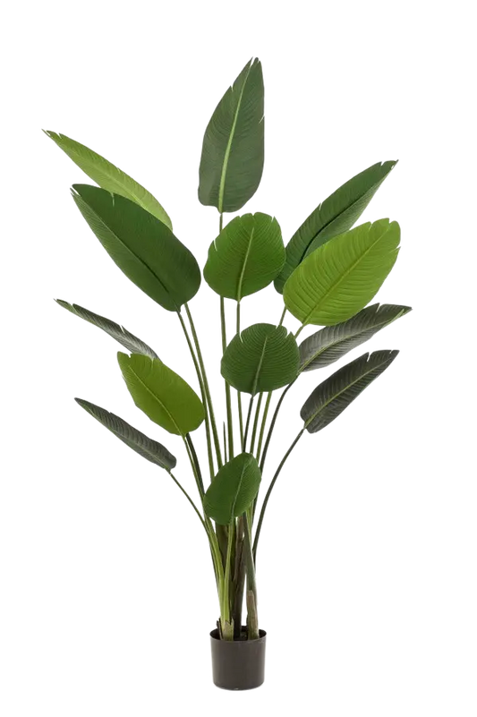 Künstliche Strelitzia - Josephine auf transparentem Hintergrund mit echt wirkenden Kunstblättern. Diese Kunstpflanze gehört zur Gattung/Familie der "Strelitzias" bzw. "Kunst-Strelitzias".