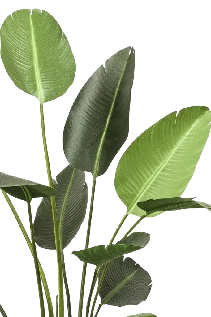 Künstliche Strelitzia - Josephine | 188 cm auf transparentem Hintergrund, als Ausschnitt fotografiert, damit die Details der Kunstpflanze bzw. des Kunstbaums noch deutlicher zu erkennen sind.