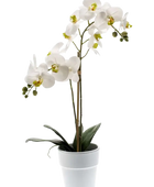 Künstliche Orchidee - Leonard auf transparentem Hintergrund mit echt wirkenden Kunstblättern. Diese Kunstpflanze gehört zur Gattung/Familie der 