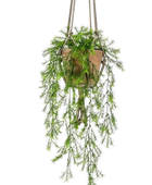 Künstlicher Hänge-Zierspargel - Klaas auf transparentem Hintergrund mit echt wirkenden Kunstblättern. Diese Kunstpflanze gehört zur Gattung/Familie der 