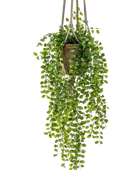 Künstlicher Hänge-Kletterficus - Kjell auf transparentem Hintergrund mit echt wirkenden Kunstblättern. Diese Kunstpflanze gehört zur Gattung/Familie der 