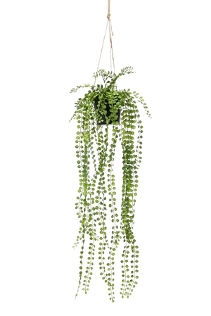 Künstlicher Kletterficus - Kaja auf transparentem Hintergrund mit echt wirkenden Kunstblättern. Diese Kunstpflanze gehört zur Gattung/Familie der "Feigen" bzw. "Kunst-Feigen".