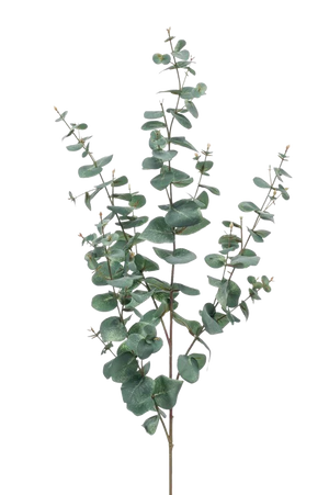 Hochwertiger Eukalyptus künstlich auf transparentem Hintergrund mit echt wirkenden Kunstblättern in natürlicher Anordnung. Künstlicher Eukalyptus Zweig - Coca hat die Farbe Grün und ist 115 cm hoch. | aplanta Kunstpflanzen