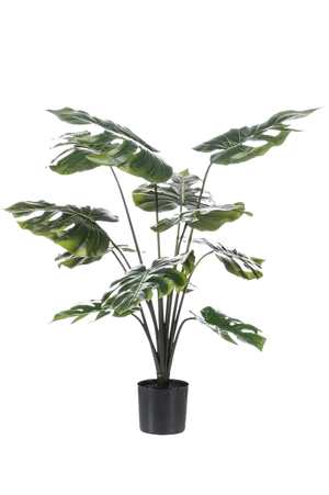 Hochwertige Monstera Kunstpflanze auf transparentem Hintergrund mit echt wirkenden Kunstblättern in natürlicher Anordnung. Künstliche Monstera - Karl hat die Farbe Natur und hat eine Höhe von 80 cm | aplanta Kunstpflanzen