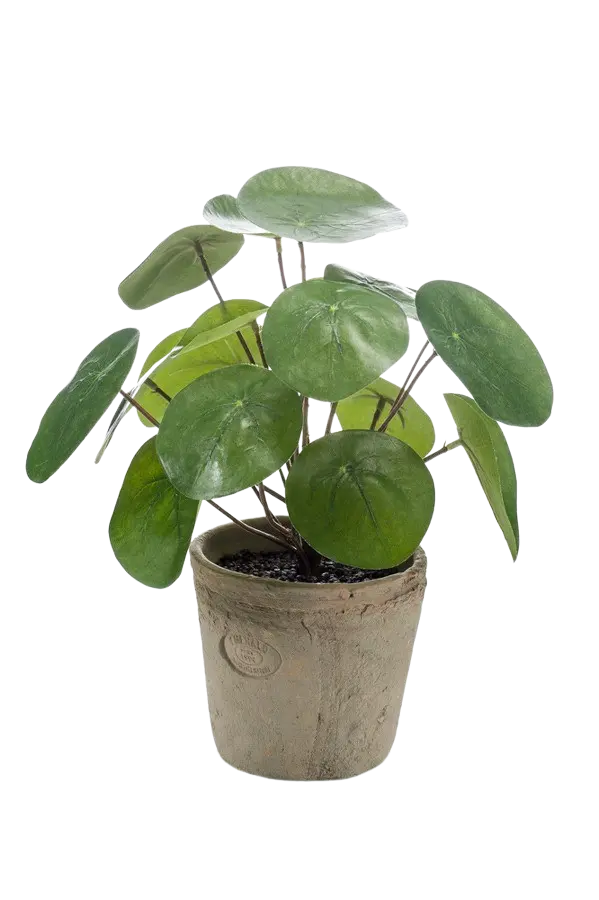 Künstlicher Geldbaum - Kai auf transparentem Hintergrund mit echt wirkenden Kunstblättern. Diese Kunstpflanze gehört zur Gattung/Familie der "GeldBäume" bzw. "Kunst-GeldBäume".