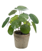 Künstlicher Geldbaum - Kai auf transparentem Hintergrund mit echt wirkenden Kunstblättern. Diese Kunstpflanze gehört zur Gattung/Familie der 