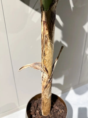 Künstlicher Bananenbaum - Gerald | 180 cm | Kunstbaum von aplanta