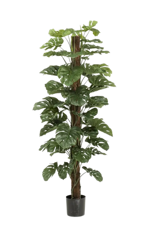 Hochwertige Monstera Kunstpflanze auf transparentem Hintergrund mit echt wirkenden Kunstblättern in natürlicher Anordnung. Künstliche Monstera am Stamm - Toni hat die Farbe Natur und hat eine Höhe von 180 cm | aplanta Kunstpflanzen