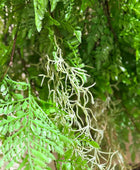 Künstlicher Hänge-Farn - Jolie | 35 cm | Kunstpflanze von aplanta