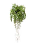 Künstlicher Hänge-Farn - Jolie auf transparentem Hintergrund mit echt wirkenden Kunstblättern. Diese Kunstpflanze gehört zur Gattung/Familie der 