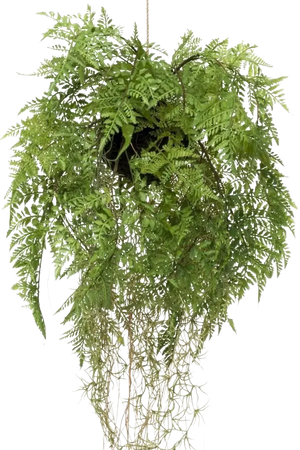 Künstlicher Hänge-Farn - Jolie | 35 cm auf transparentem Hintergrund, als Ausschnitt fotografiert, damit die Details der Kunstpflanze bzw. des Kunstbaums noch deutlicher zu erkennen sind.