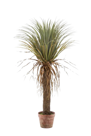 Hochwertige Kunstpalme auf transparentem Hintergrund mit echt wirkenden Kunstblättern in natürlicher Anordnung. Künstliche Yucca Palme - Kristina hat die Farbe Grün und ist 110 cm hoch. | aplanta Kunstpflanzen