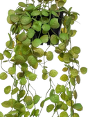 Künstliche Hänge-Ceropegia - Konrad | 40 cm auf transparentem Hintergrund, als Ausschnitt fotografiert, damit die Details der Kunstpflanze bzw. des Kunstbaums noch deutlicher zu erkennen sind.