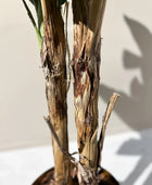 Künstlicher Bananenbaum - Can | 140 cm | Kunstbaum von aplanta