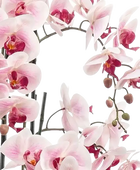 Künstliche Orchidee - Leo | 100 cm auf transparentem Hintergrund, als Ausschnitt fotografiert, damit die Details der Kunstpflanze bzw. des Kunstbaums noch deutlicher zu erkennen sind.