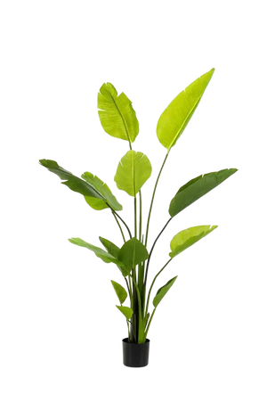 Künstliche Strelitzia - Colin auf transparentem Hintergrund mit echt wirkenden Kunstblättern. Diese Kunstpflanze gehört zur Gattung/Familie der "Strelitzias" bzw. "Kunst-Strelitzias".