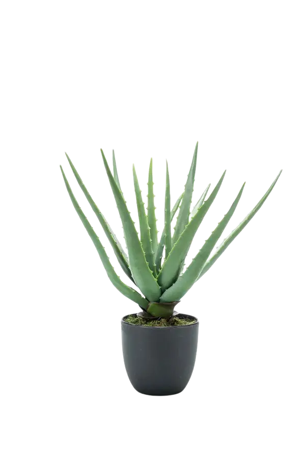 Künstliche Aloe - Penelope, 35 cm, Kunstpflanze von aplanta, im schwarzen Topf, in Natur, für drinnen