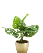 Hochwertige Monstera Kunstpflanze auf transparentem Hintergrund mit echt wirkenden Kunstblättern in natürlicher Anordnung. Künstlicher Monstera Busch - Lotte hat die Farbe Natur und hat eine Höhe von 30 cm | aplanta Kunstpflanzen