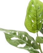 Künstlicher Monstera Busch - Lotte | 26 cm auf transparentem Hintergrund, als Ausschnitt fotografiert, damit die Details der Kunstpflanze bzw. des Kunstbaums noch deutlicher zu erkennen sind.