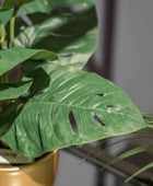 Kunst Monstera Struik - Lotte | 30 cm